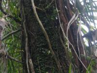 Albums/20060200-New Zealand 2006/20060205-Greymouth_Punakaiki/7